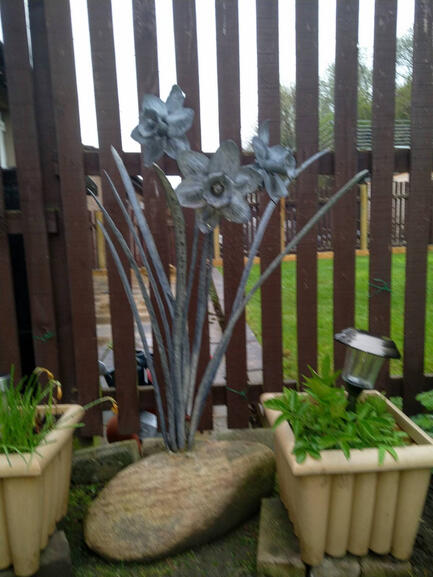 Daffodils (small)